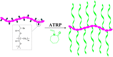 Graphical abstract: A novel poly(N-vinylcaprolactam)-based well-defined amphiphilic graft copolymer synthesized by successive RAFT and ATRP