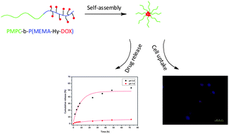 Graphical abstract: Bioinspired phospholipid polymer prodrug as a pH-responsive drug delivery system for cancer therapy