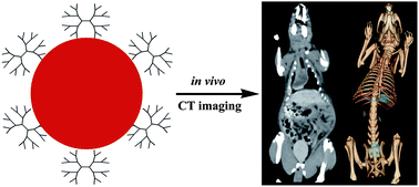 Graphical abstract: Facile hydrothermal synthesis of low generation dendrimer-stabilized gold nanoparticles for in vivo computed tomography imaging applications