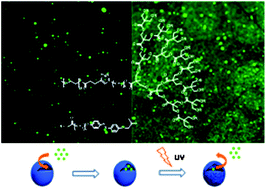 Graphical abstract: Light induced molecular release from vesicles based on amphiphilic linear-dendritic block copolymers