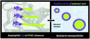 Graphical abstract: Biofunctional micellar nanoparticles from peptide-b-polymer chimeras