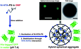 Graphical abstract: In situ formation of polymer–protein hybrid spherical aggregates from (nitrilotriacetic acid)-end-functionalized polystyrenes and His-tagged proteins