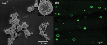 Graphical abstract: Biomimetic synthesis of silica hollow spheres using poly (l-lysine) and mechanism research