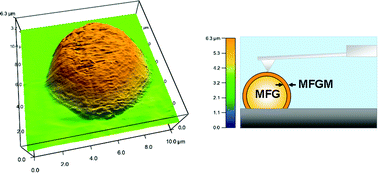 Graphical abstract: Changes in morphological and nano-mechanical properties of the milk fat globule membrane during processing