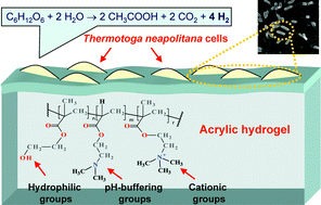 Graphical abstract: Continuous hydrogen production by immobilized cultures of Thermotoga neapolitana on an acrylic hydrogel with pH-buffering properties