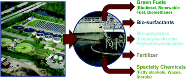 Graphical abstract: Lipid storage compounds in raw activated sludge microorganisms for biofuels and oleochemicals production