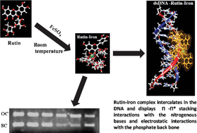 Graphical abstract: Synthesis, characterization and DNA binding properties of rutin–iron complex