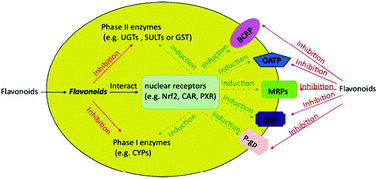 Graphical abstract: Mutual interactions between flavonoids and enzymatic and transporter elements responsible for flavonoid disposition via phase II metabolic pathways