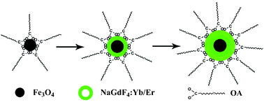 Graphical abstract: Monodisperse bifunctional Fe3O4@NaGdF4:Yb/Er@NaGdF4:Yb/Er core–shell nanoparticles