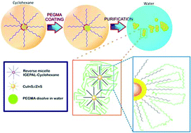 Graphical abstract: Preparation of poly(ethylene glycol) methacrylate coated CuInS2/ZnS quantum dots and their use in cell staining