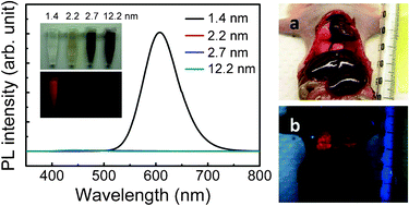 Graphical abstract: Size control of gold nanoparticles by intense X-ray irradiation: the relevant parameters and imaging applications