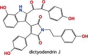 Graphical abstract: New dictyodendrins as BACE inhibitors from a southern Australian marine sponge, Ianthella sp.