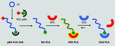 Graphical abstract: Well-controlled synthesis of boronic-acid functionalised poly(lactide)s: a versatile platform for biocompatible polymer conjugates and sensors