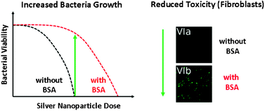 Graphical abstract: Serum albumin reduces the antibacterial and cytotoxic effects of hydrogel-embedded colloidal silver nanoparticles