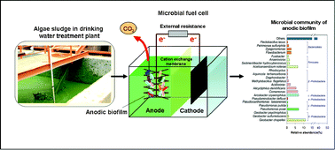 Graphical abstract: Simultaneous bioelectrochemical degradation of algae sludge and energy recovery in microbial fuel cells
