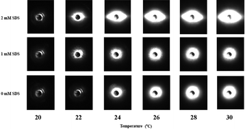 Graphical abstract: An aqueous anionic/nonionic surfactant two-phase system in the presence of salt. 1. Rheological behavior and microstructure