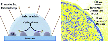 Graphical abstract: Dynamics of liquid droplets in an evaporating drop: liquid droplet “coffee stain” effect