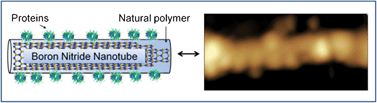 Graphical abstract: Efficient disentanglement of boron nitride nanotubes using water-soluble polysaccharides for protein immobilization