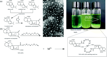 Graphical abstract: Nano-micelles based on a rosin derivative as potent sorbents and sinking agents with high absorption capabilities for the removal of metal ions