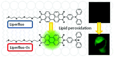 Graphical abstract: A novel fluorescent probe with high sensitivity and selective detection of lipid hydroperoxides in cells