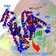 Graphical abstract: MC-LR@HSA: non-covalent interaction and effect