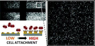 Graphical abstract: Accurate and effective live bacteria microarray patterning on thick polycationic polymer layers co-patterned with HMDS