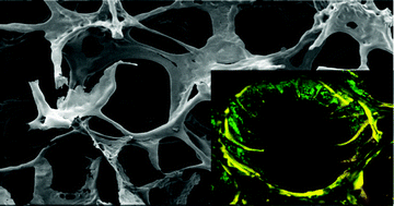 Graphical abstract: Novel freeze-dried foams from glutenin- and gliadin-rich fractions