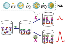 Graphical abstract: Magnetic particle-based immunoassay of phosphorylated p53 using protein cage templated lead phosphate and carbon nanospheres for signal amplification