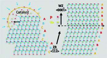 Graphical abstract: Phase transition induced vertical alignment of ultrathin gallium phosphide nanowire arrays on silicon by chemical beam epitaxy