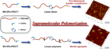 Graphical abstract: New self-assembled supramolecular polymers formed by self-complementary sextuple hydrogen bond motifs