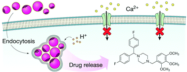 Graphical abstract: Nanoparticle-mediated internalisation and release of a calcium channel blocker
