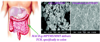 Graphical abstract: Synthesis and characterization of maleated cyclodextrin-grafted-silylated montmorillonite for the controlled release and colon specific delivery of tetracycline hydrochloride