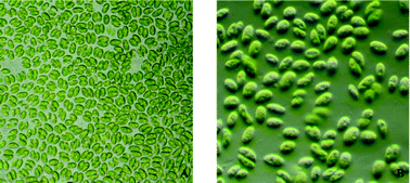 Graphical abstract: New reports on anti-bacterial and anti-candidal activities of fatty acid methyl esters (FAME) obtained from Scenedesmus bijugatus var. bicellularis biomass