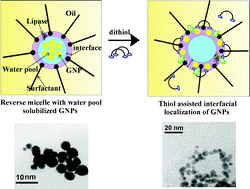 Graphical abstract: GNP confinement at the interface of cationic reverse micelles: influence in improving the lipase activity