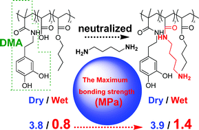 Graphical abstract: Underwater bonding strength of marine mussel-inspired polymers containing DOPA-like units with amino groups