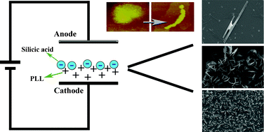 Graphical abstract: Biosilica structures with controllable morphology produced by an electrochemical process on indium tin oxide surfaces