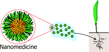 Graphical abstract: Uptake and translocation of polymeric nanoparticulate drug delivery systems into ryegrass