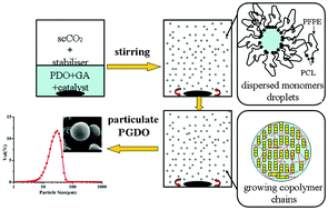 Graphical abstract: Formation of well-defined spherical particles during suspension polymerization of biodegradable poly(glycolide-co-p-dioxanone) in supercritical carbon dioxide