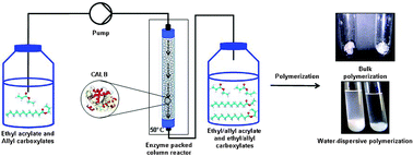 Graphical abstract: Synthesis of poly(ethyl acrylate-co-allyl acrylates) from acrylate mixtures prepared by a continuous solvent-free enzymatic process