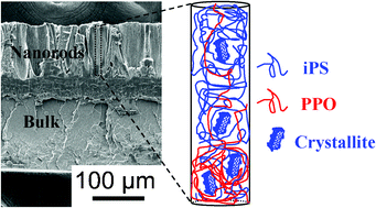 Graphical abstract: Characterization of an isotactic polystyrene/poly(2,6-dimethylphenylene oxide) nanorod blend with gradient composition and crystallinity