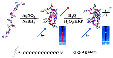 Graphical abstract: Oligonucleotide-stabilized silver nanoclusters as fluorescent probes for sensitive detection of hydroquinone