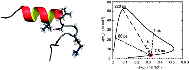 Graphical abstract: NMR relaxation and structural elucidation of peptides in the presence and absence of trifluoroethanol illuminates the critical molecular nature of integrin αvβ6 ligand specificity