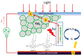 Graphical abstract: Photoelectrochemical properties and interfacial charge transfer kinetics of BODIPY-sensitized TiO2 electrodes
