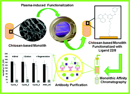 Graphical abstract: Bioinspired and sustainable chitosan-based monoliths for antibody capture and release