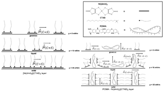 Graphical abstract: Molecular organization and doping in poly(2-methoxyaniline)/Ni(dmit)2 films obtained with the Langmuir–Blodgett technique