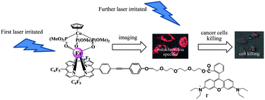 Graphical abstract: Fast uptake, water-soluble, mitochondria-specific erbium complex for a dual function molecular probe – imaging and photodynamic therapy
