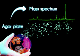 Graphical abstract: Bacterial identification: from the agar plate to the mass spectrometer