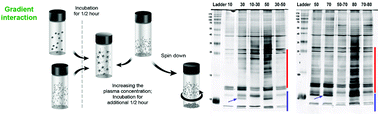 Graphical abstract: Plasma concentration gradient influences the protein corona decoration on nanoparticles