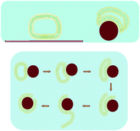 Graphical abstract: Mechanism of supported bilayer formation of zwitterionic lipids on SiO2 nanoparticles and structure of the stable colloids