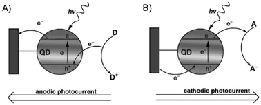 Graphical abstract: Photoelectrochemically active species and photoelectrochemical biosensors